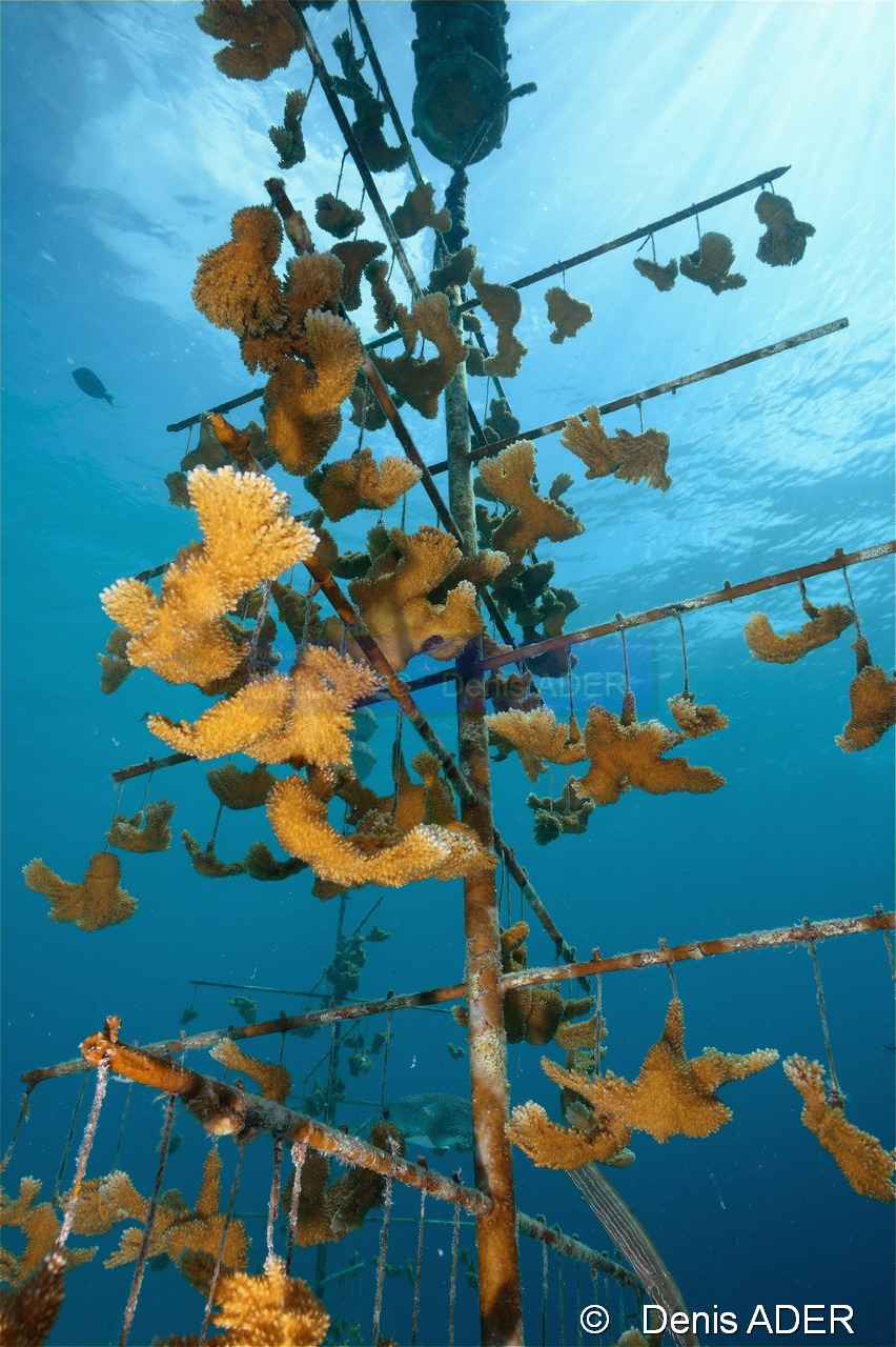 Acropora prolifera ambiance culture-Bonaire Buddy reef-18m-20180223-Denis-ADER-DSC_7722_tn.jpg